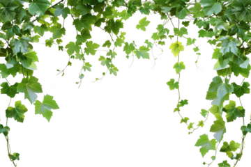 Green Leaves Adorn a Black Background, Vine Plant with Lush Foliage.