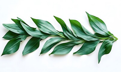 Fototapeta premium Green leaf arrangement on white background.