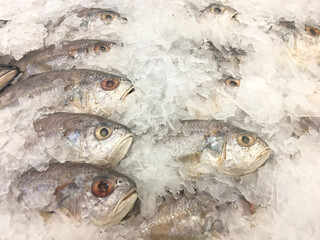 White Croaker on Ice