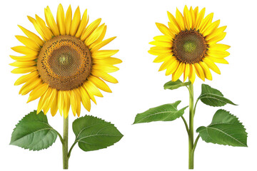 Fototapeta premium Two Sunflowers Stand Tall Against Black Background, Showcasing Beauty and Growth. Summer Blooms.