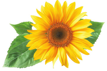 Fototapeta premium Sunflower Blooms Brightly with Green Leaves on Black Background, Summer Floral Beauty.
