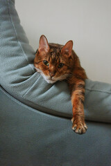 Cute cat resting on couch with extended paw.