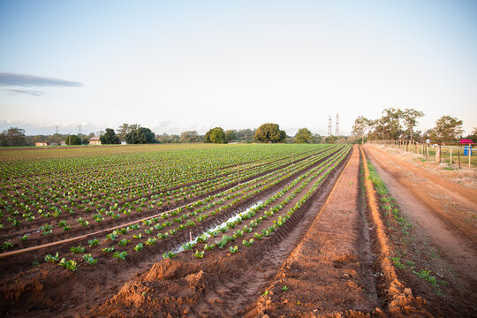 rows of crops and dirt roads on a farm