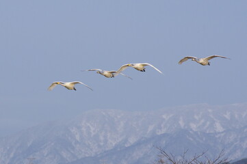 4羽の白鳥の飛翔