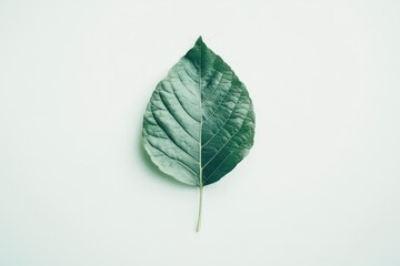 Single green leaf on white background. (1)