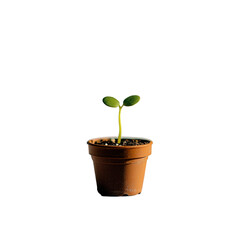 Growing plant seedling in pot with transparent background indoor context natural environment close-up view