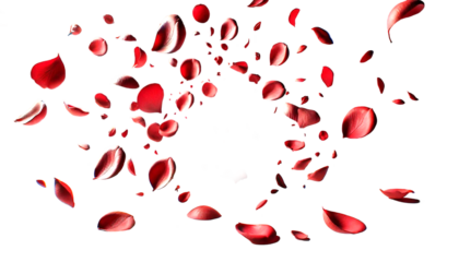 Red rose petals and buds falling down