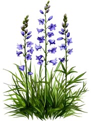 Obraz premium Bluebell Flowers in December Greenery