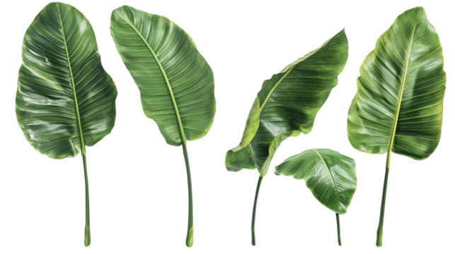 Vibrant Green Bird of Paradise Leaves Isolated on Black