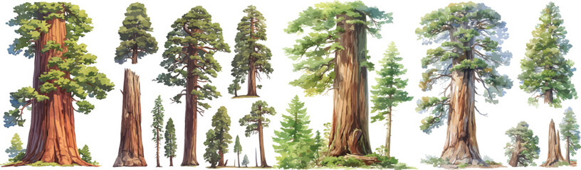 redwood watercolor clipart  © dian's