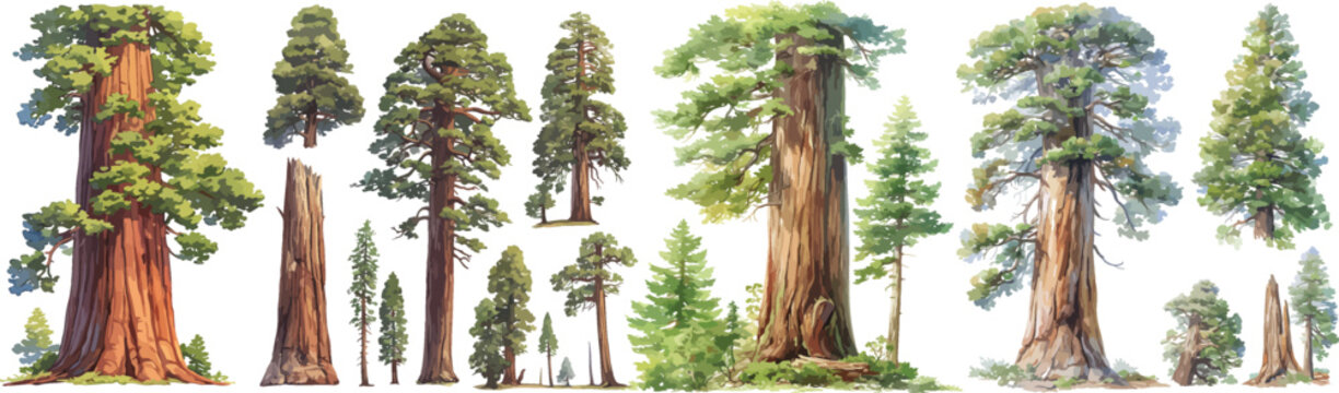 redwood watercolor clipart 