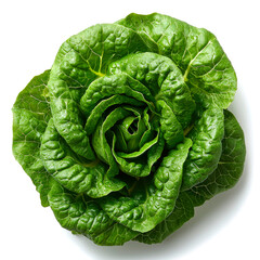 Fototapeta premium Fresh green lettuce head, rose-like shape, isolated on white.