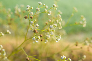 Parthenium hysterophorus, Santa Maria feverfew,whitetop weed or famine weed with nature background,Santa Maria feverfew is a flowering plant in the family Asteraceae. It is native to the Americas
