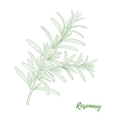 Vector rosemary branch with leaves line art illustration, graphic line herb greenery combination. Rosemary spice for fish. Engraving. Harvest. Great for any designs, textile, menu, packaging