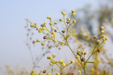 Parthenium hysterophorus, Santa Maria feverfew,whitetop weed or famine weed with nature background,Santa Maria feverfew is a flowering plant in the family Asteraceae. It is native to the Americas