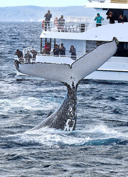 Humpback whale tail slapping onlookers (Megaptera novaeangliae)