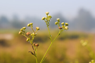 Parthenium hysterophorus, Santa Maria feverfew,whitetop weed or famine weed with nature background,Santa Maria feverfew is a flowering plant in the family Asteraceae. It is native to the Americas