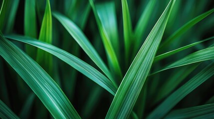 A close-up shot of green grass tufts, emphasizing the vibrant texture and natural color of the blades, symbolizing growth and nature.