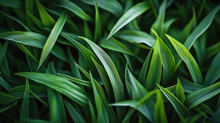 Fototapeta premium A close-up view of fresh green grass tufts, with each tuft showcasing intricate texture and vivid color, symbolizing vitality and nature.