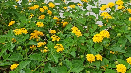 Obraz premium lantana camara in the garden