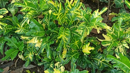 Codiaeum variegatum in the garden © Sulhanul