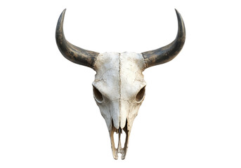 Bull skull .Transparent background .Isolated PNG