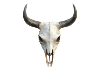 Bull skull .Transparent background .Isolated PNG