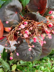 mom's flowers and leaves