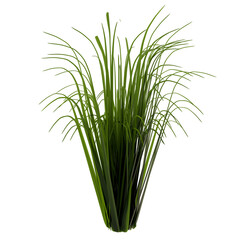 Green Grass Plant