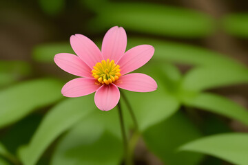 High resolution close up image of a pink flower in a green forest. Focus on the details of the orange flower including its texture flower finish and any safety features. Soft forest background.