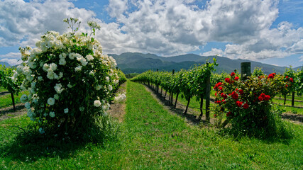 Naklejka premium Roses growing next to grapevines in a vineyard, Marlborough, New Zealand.