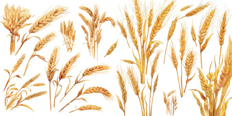 wheat watercolor clipart © dian's