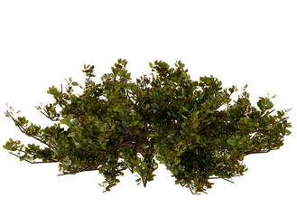 Green Bush, Shrub, Foliage, Plant, Nature © omkuhh