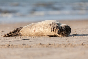 Young seal on the Danish North Sea coast. Løkken Beach at Sunset in Denmark.