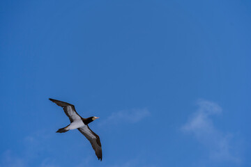 Bequia, Saint Vincent - 31 Januari 2024 - A magnificent frigatebird flies in the sky over Bequia