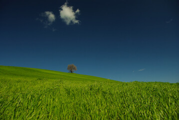 The Molise countryside in spring, the crops and the green of the fields