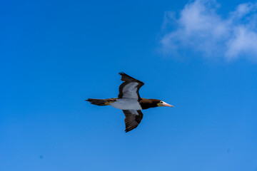 Bequia, Saint Vincent - 31 Januari 2024 - A magnificent frigatebird flies to Bequia