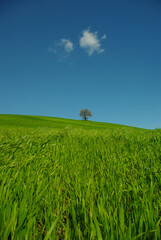 The Molise countryside in spring, the crops and the green of the fields