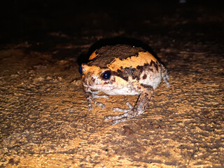 a frog on a rock in a dark place