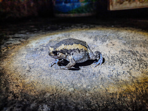 a frog on a rock in a dark place