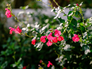 Close-up of blooming red flower (Salvia greggii A)