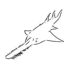 sawshark line vector illustration, sawfish sketch