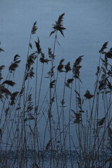 Fototapeta premium These reeds are growing at the seaside in winter day. There is a frozen sea behind the plants.