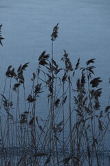 These reeds are growing at the seaside in winter day. There is a frozen sea behind the plants.