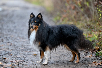 AUT, Hund, Hunde, Freilaufzone