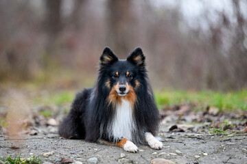 AUT, Hund, Hunde, Freilaufzone