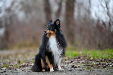 AUT, Hund, Hunde, Freilaufzone