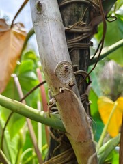 Closeup of Wild Plant Stem