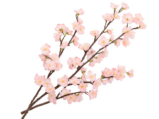 Obraz premium Branches with Light Pink Blossoms