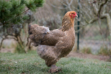 portrait d'une poule race géante en extérieur, race rare et très jolie, plumage doré